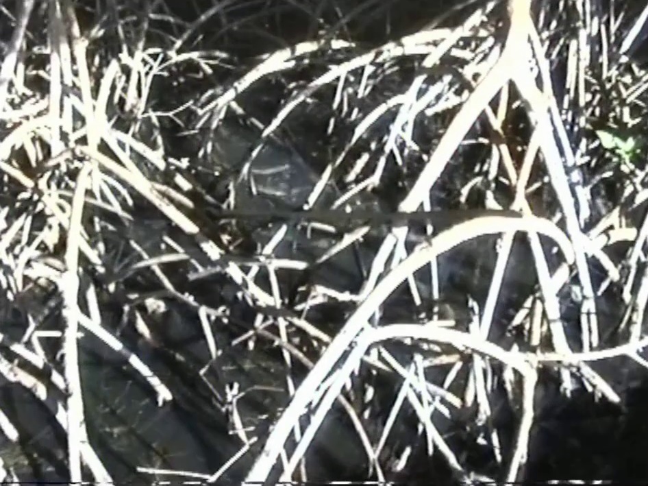 Mangroves, Providencia