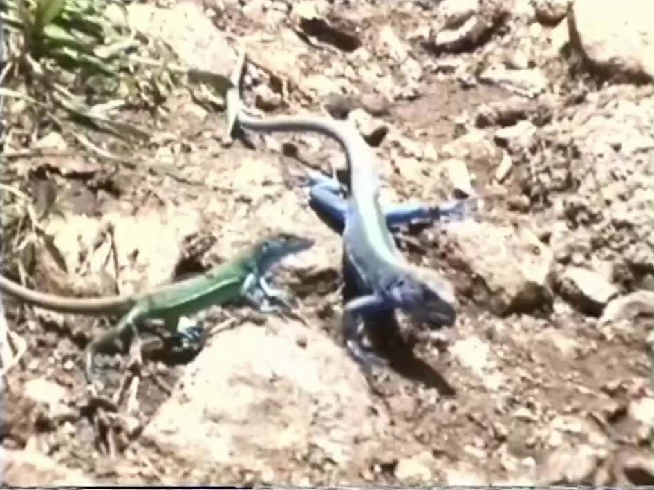 Scenes of Nature, Providencia